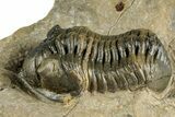 Multi-Toned Morocconites Trilobite Fossil With Austerops #354448-3